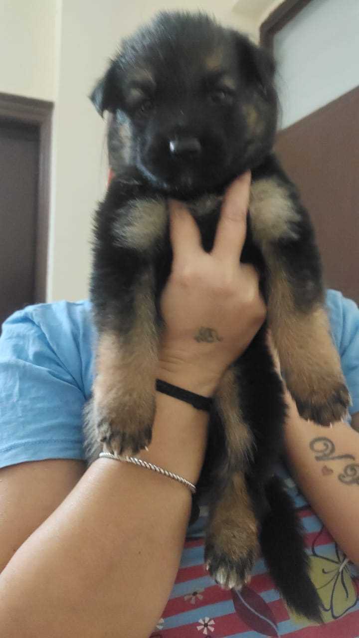 German Shepherd For Sale In Chandigarh