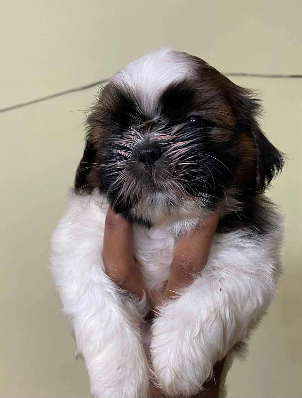 Shih Tzu For Sale In Bangalore
