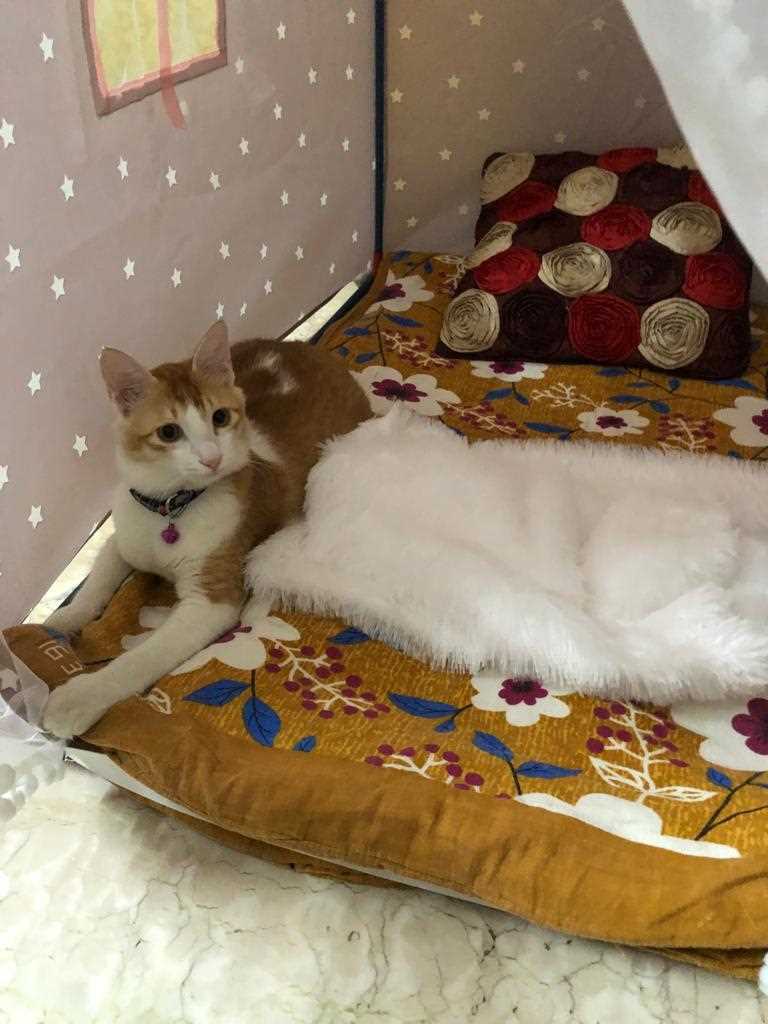 Indian Breed For Adoption In Chennai