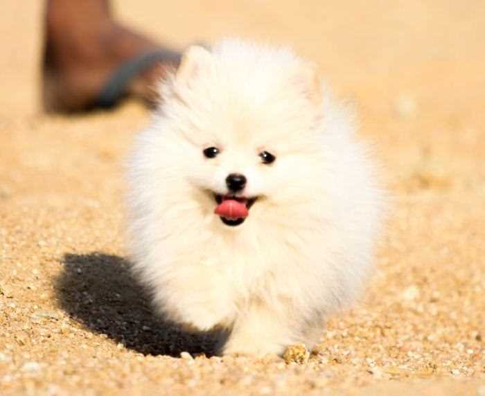 Toy Pomeranian Puppies For In