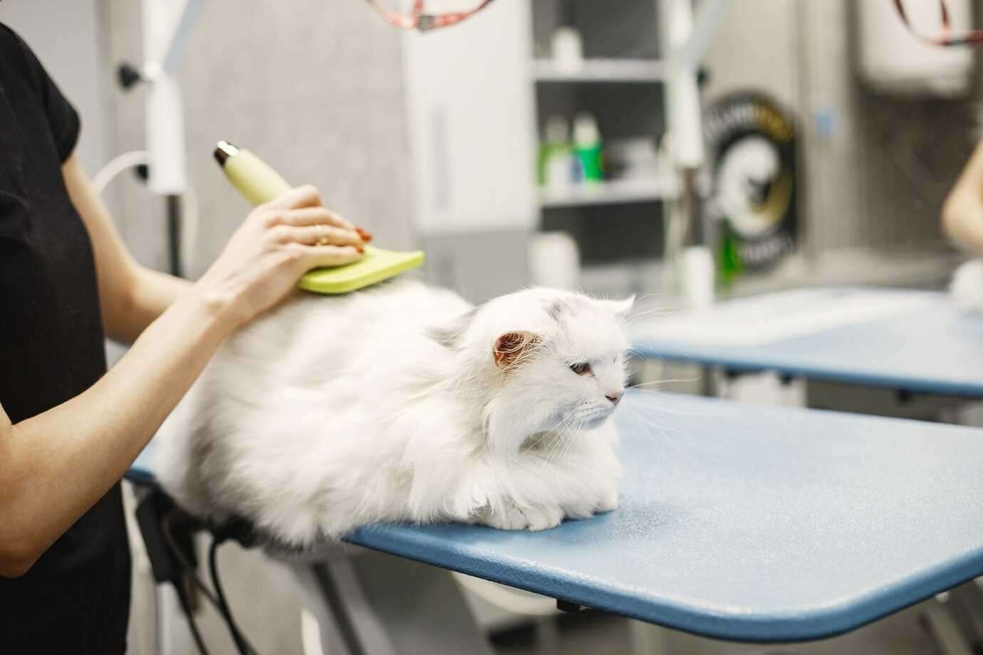 What are the some of the cat grooming tips