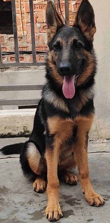 German Shepherd Dogs For Mating In Sitapur