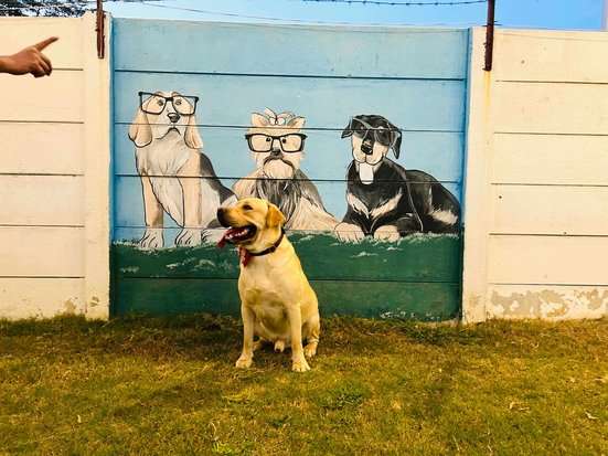 Labrador Retriever Dogs For Mating In Delhi