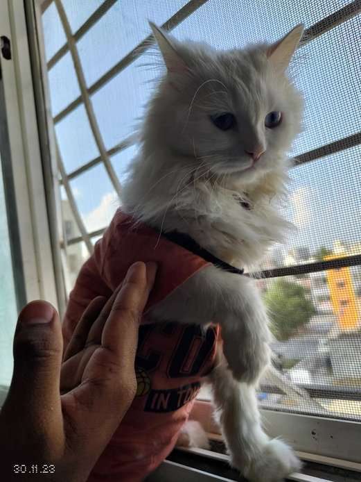 Persian Dogs For Mating In Pune