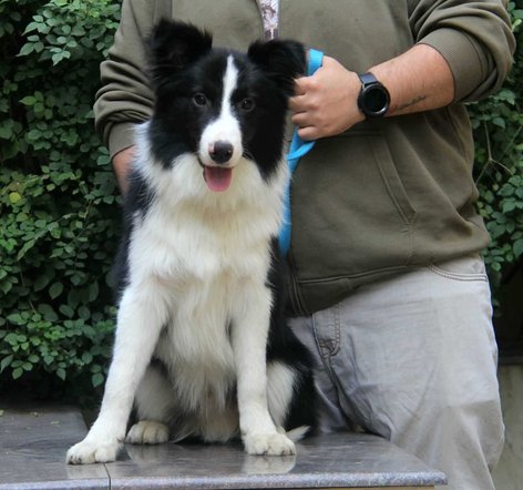 Smooth collie price hotsell