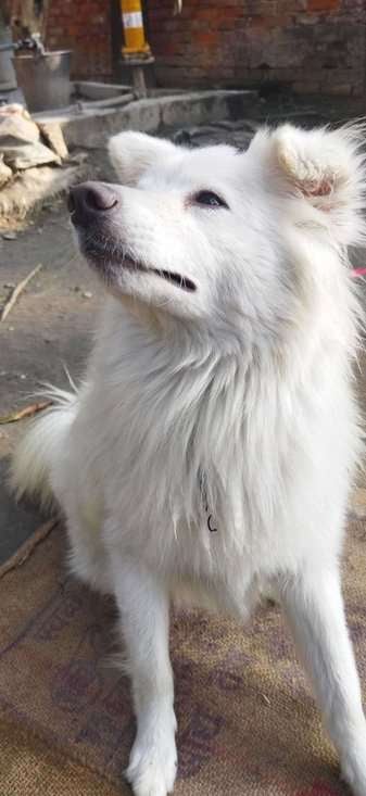 Indian Spitz Dogs For Mating In Agra