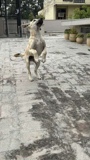 Indian Breed For Adoption In Faridabad