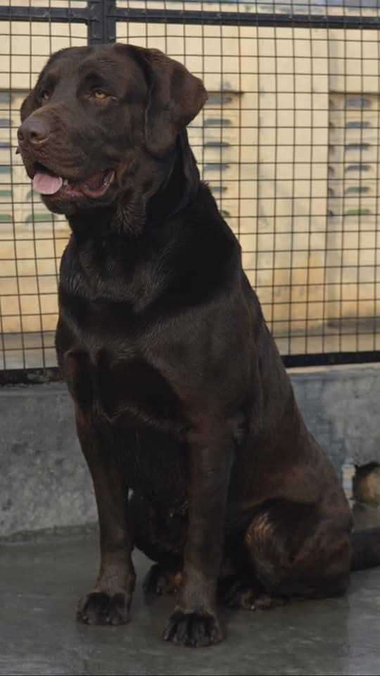 Labrador Retriever Dogs For  Mating In Chandigarh