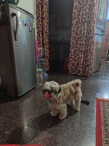 Shih Tzu Dogs For Mating In Bangalore