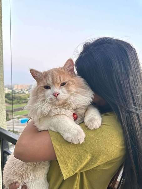 Persian Dogs For  Mating In Pune
