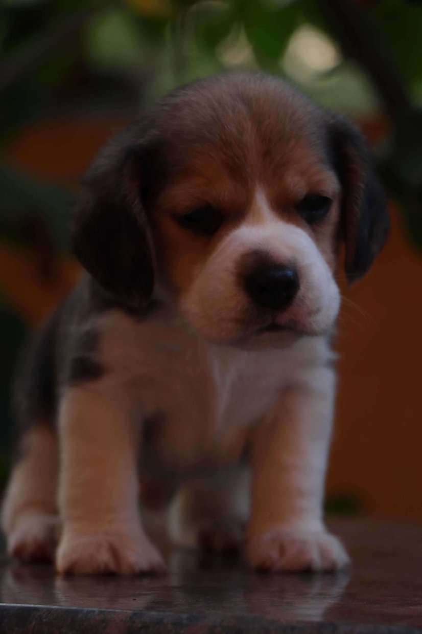 Teacup beagles for deals adoption