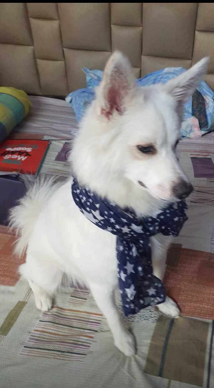 Indian Spitz Dogs For Mating In Delhi