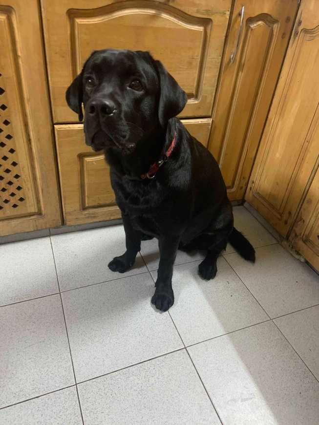 Labrador Retriever Dogs For Mating In Delhi