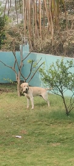 Labrador Retriever Dogs For Mating In Pune