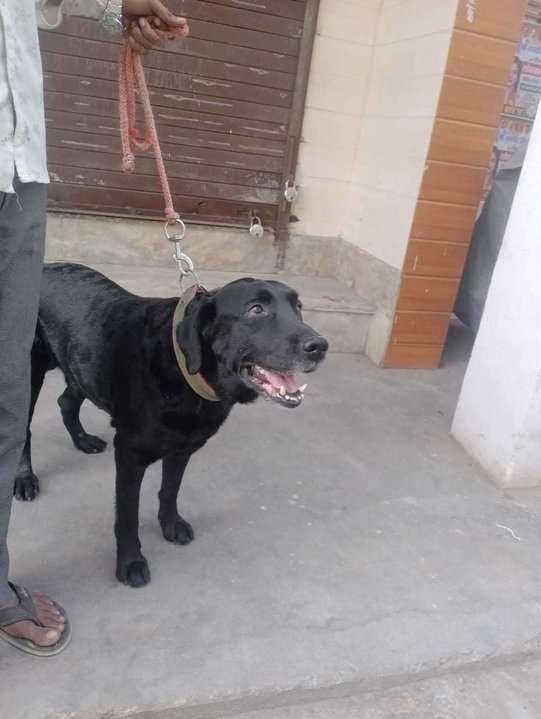 Labrador Retriever Dogs For Mating In Delhi