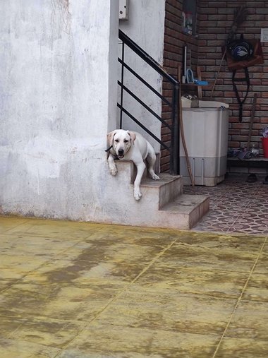Labrador Retriever Dogs For Mating In Coimbatore
