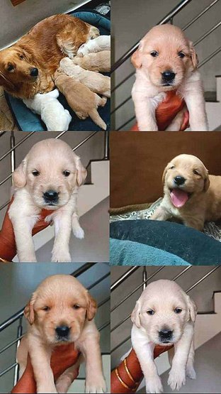 Golden retriever deals dogs for sale