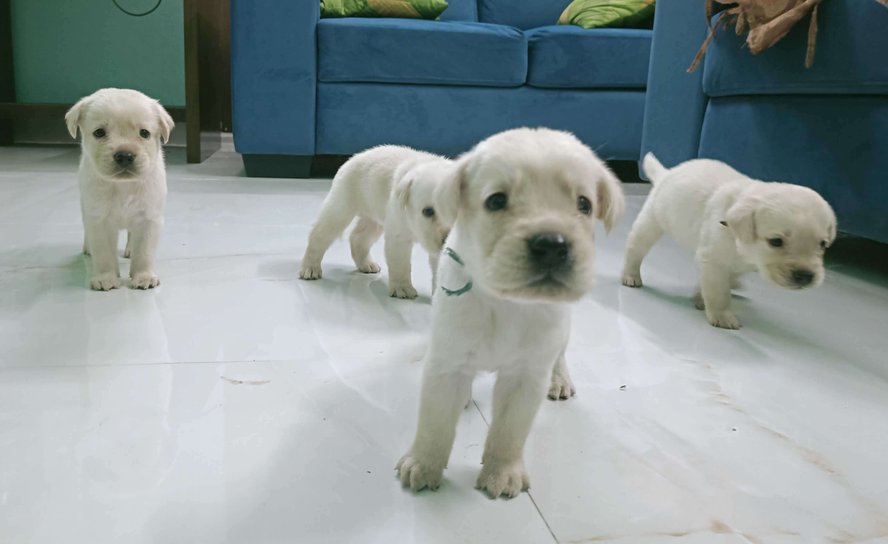 Mr n Mrs Pet