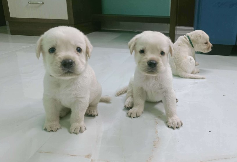 Mr n Mrs Pet
