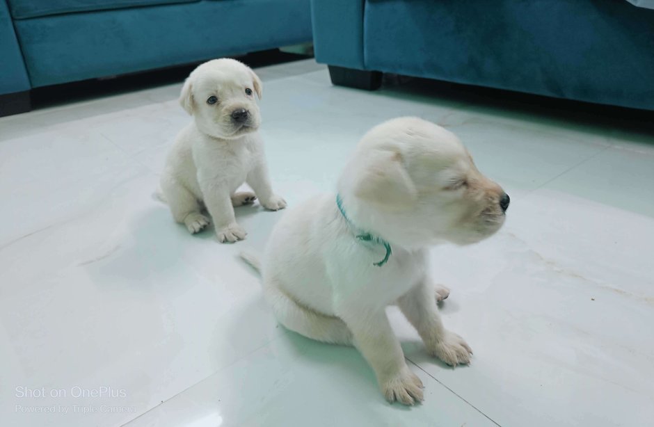 Mr n Mrs Pet