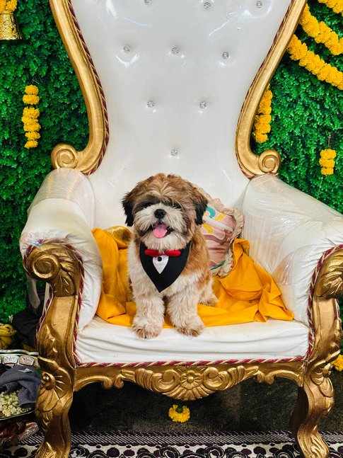Shih Tzu Dogs For Mating In Chennai