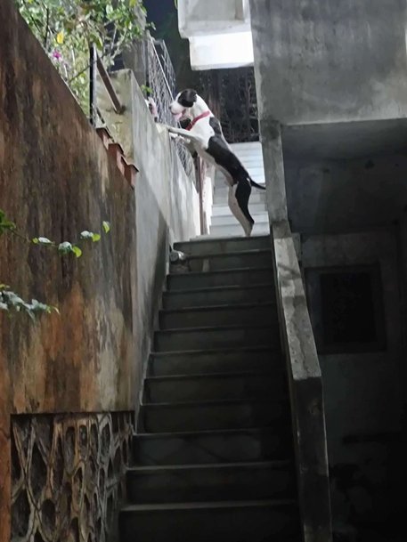 Indian Mastiff Dogs For Mating In Pune