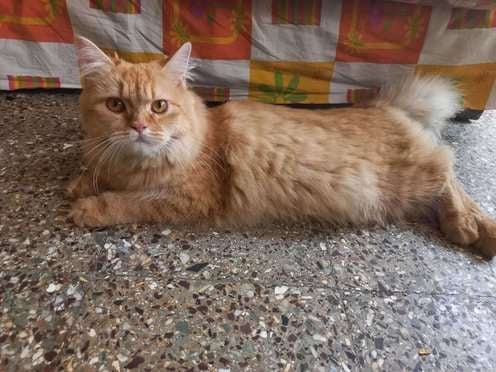 Persian Dogs For  Mating In Pune