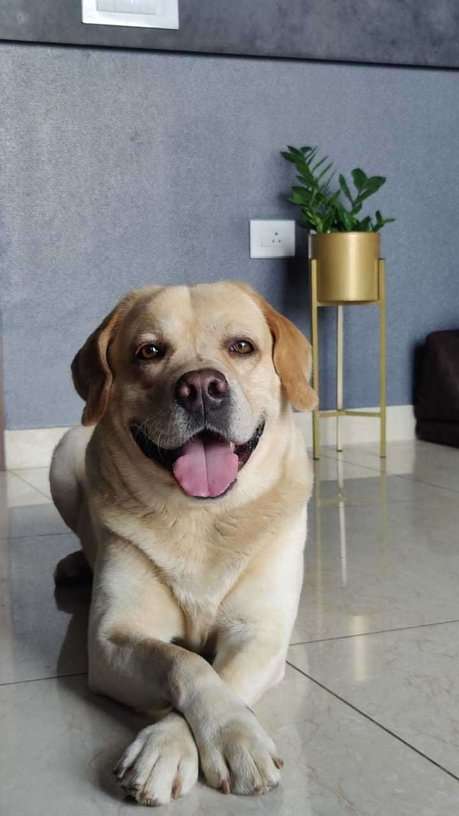 Labrador Retriever Dogs For Mating In Secunderabad