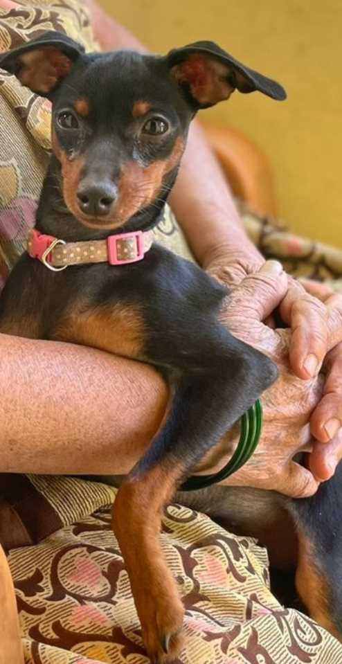 Miniature Pinscher Dogs For Mating In Mumbai