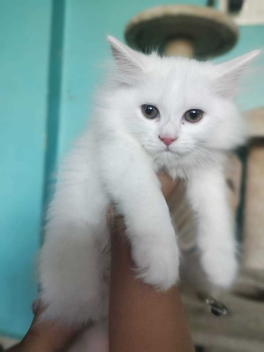 Persian For Sale In Thane