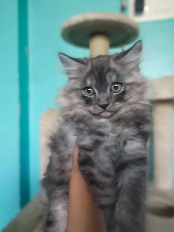 Persian For Sale In Thane