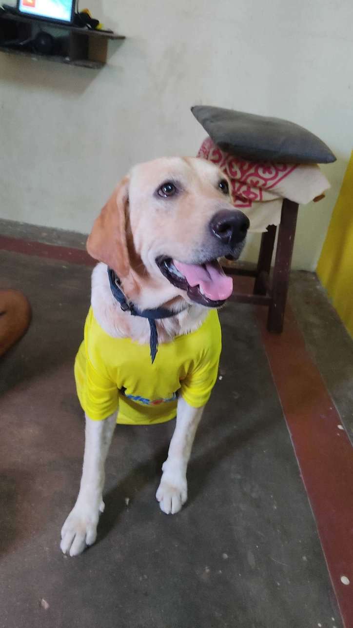 Labrador Retriever Dogs For Mating In Chennai