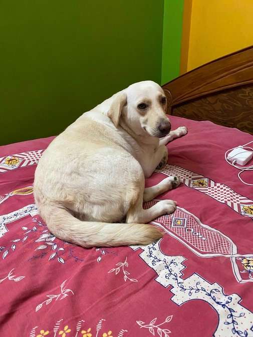 Labrador Retriever Dogs For Mating In Guwahati