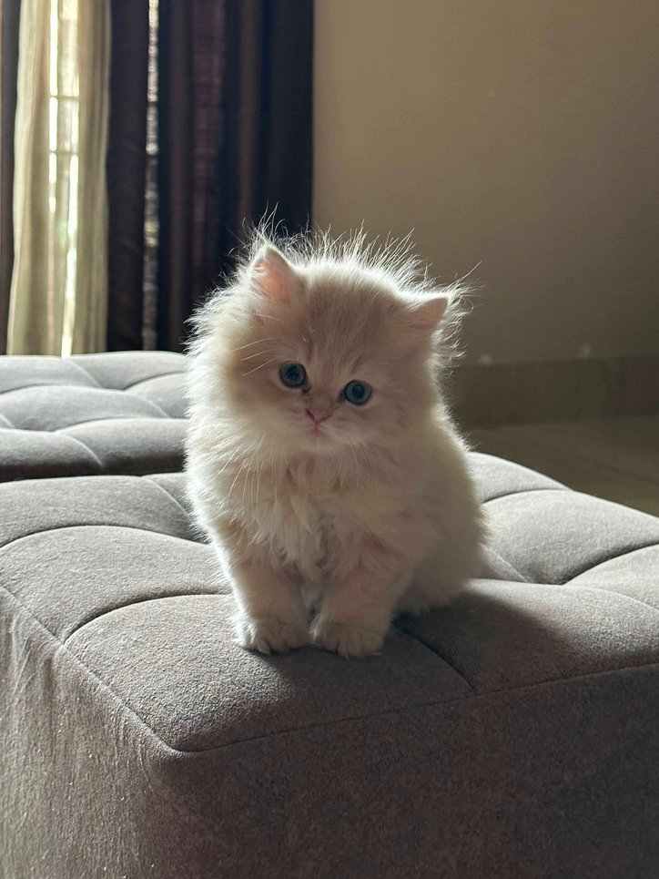 Persian cat for sale near me hotsell