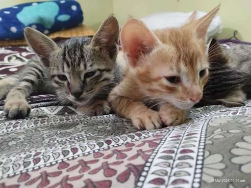Pedigree cats for sales adoption