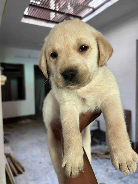 Buy pets online shipping deals