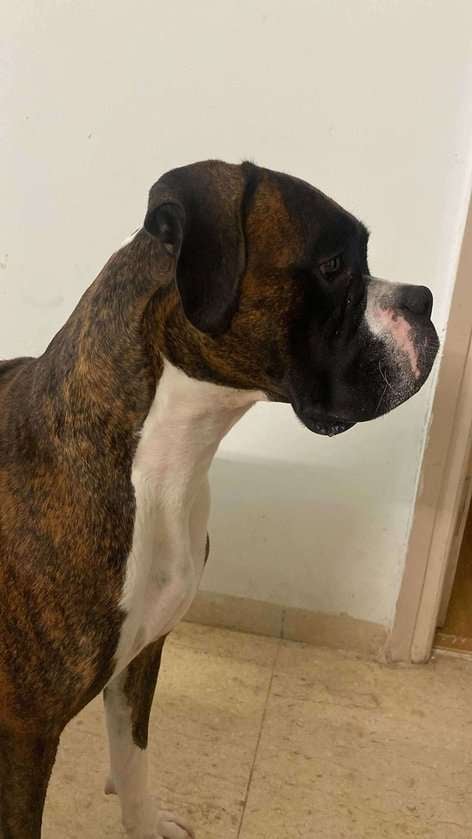 Boxer Dogs For  Mating In Delhi