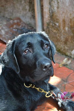 Labrador Retriever Dogs For Mating In Kochi