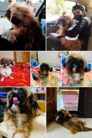 Shih Tzu Dogs For  Mating In Cuddalore