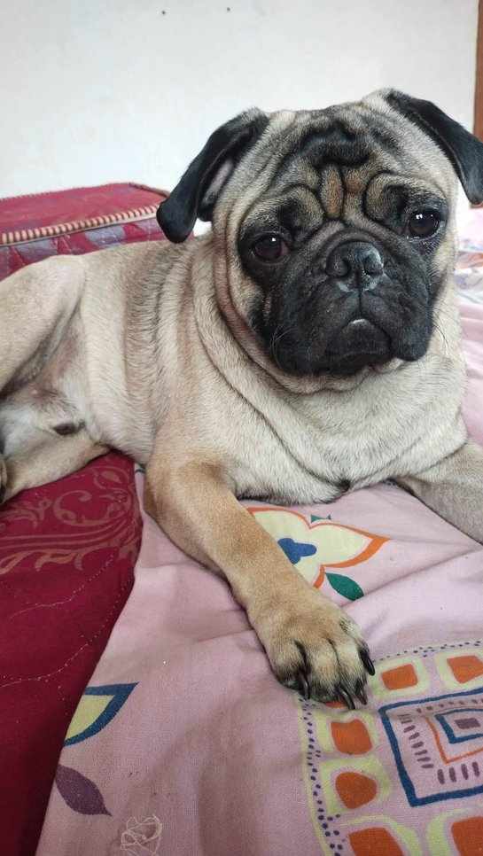 Pug Dogs For Mating In Hyderabad
