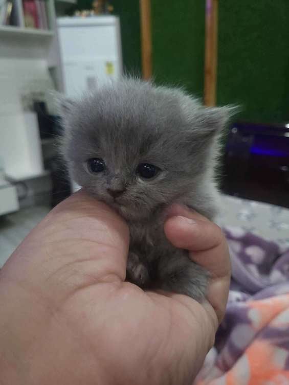 Persian For Sale In Panipat