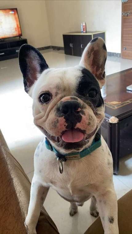 French Bulldog Dogs For Mating In Mumbai
