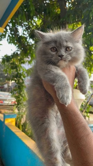 Persian For Sale In Shimoga