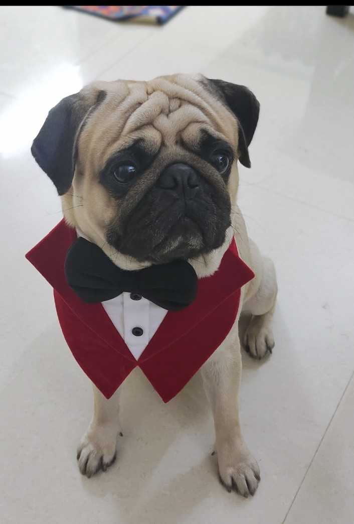 Pug Dogs For Mating In Hyderabad