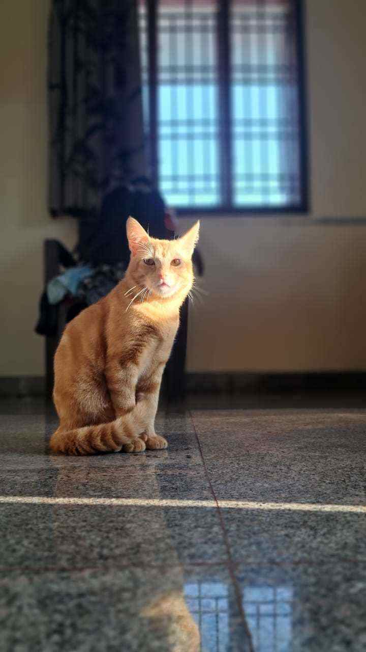 Persian For Adoption In Madurai