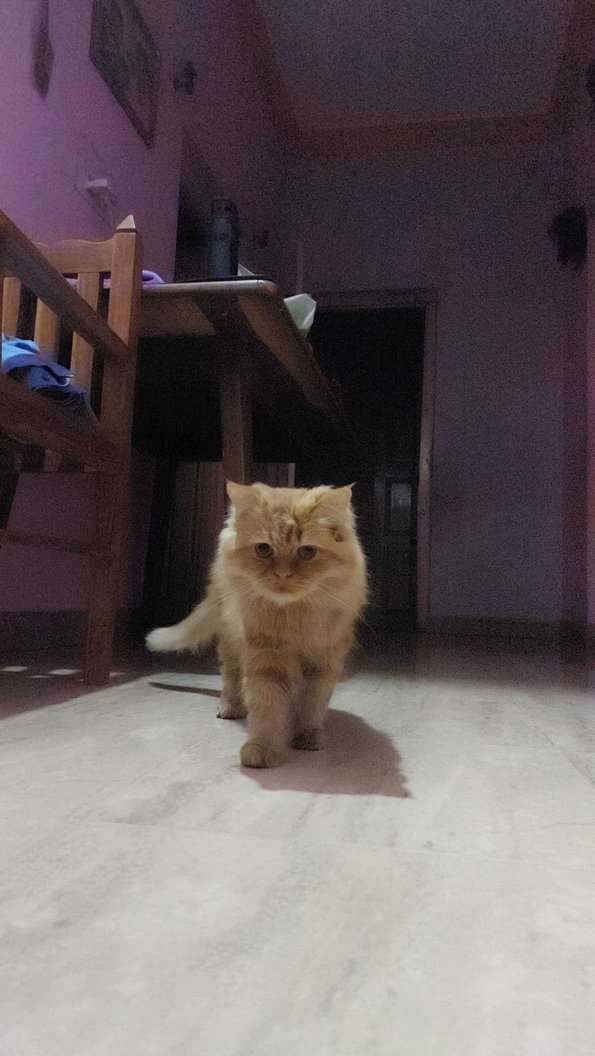 Persian For Sale In Vellore