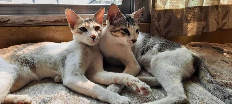 Indian Breed For Adoption In Ranchi