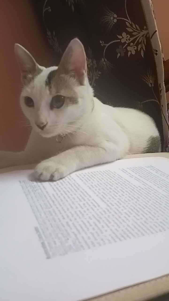 Indian Breed For Adoption In Howrah