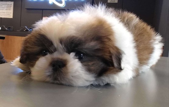 Shih Tzu For Sale In Hisar