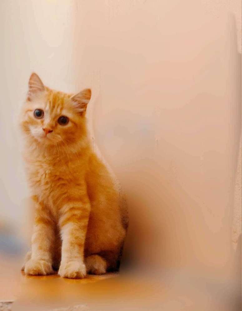 Persian For Sale In Chennai